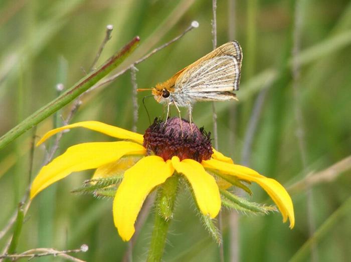 A Poweshiek skippelring butterfly on a flower.